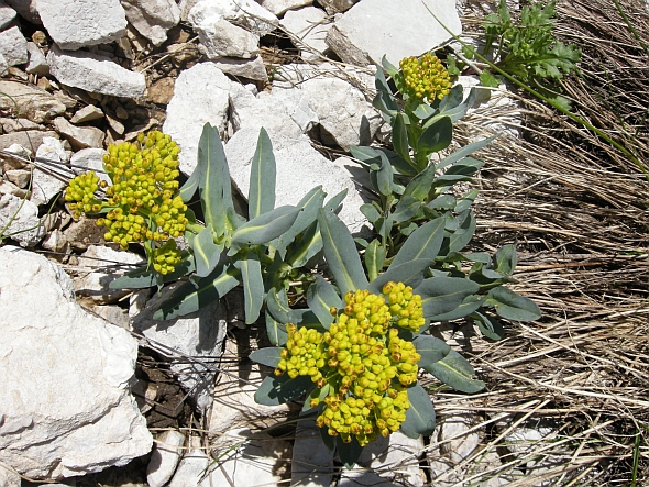 Isatis apennina (=Isatis allionii) / Glasto di Allioni